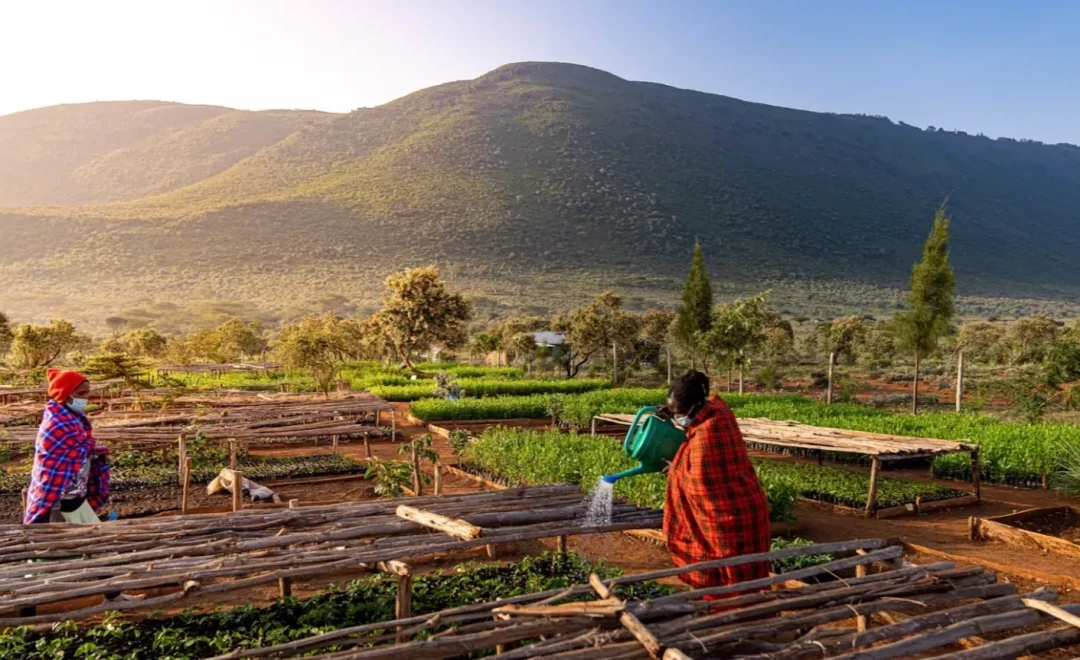 Nursery crew watering seedlings with hills behind at sunrise