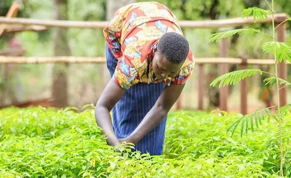 Farmer tending young seedlings in a nursery