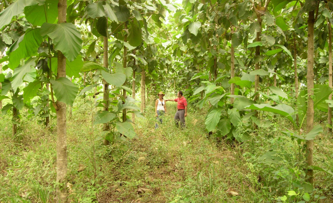 Two people walking between rows of young broad-leafed trees