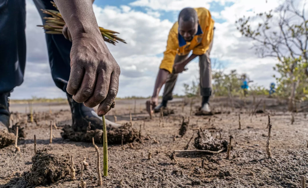 Planters setting mangrove propagules into coastal mud