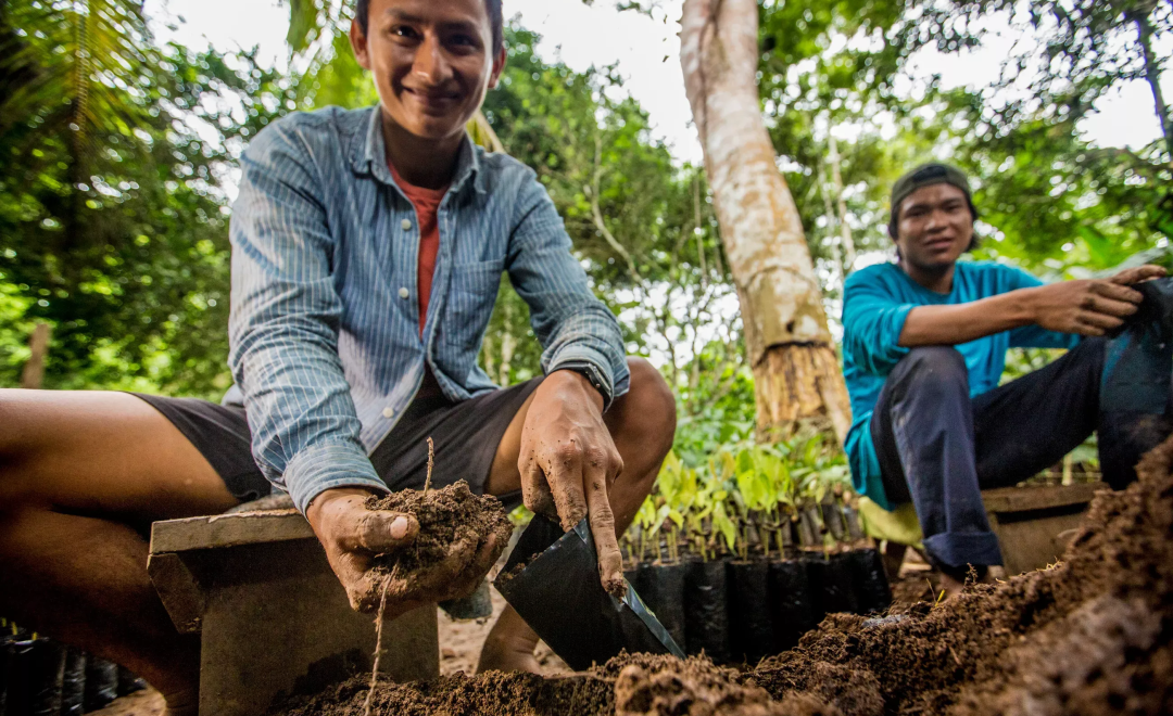 Nursery workers potting young seedlings in the Peruvian Amazon