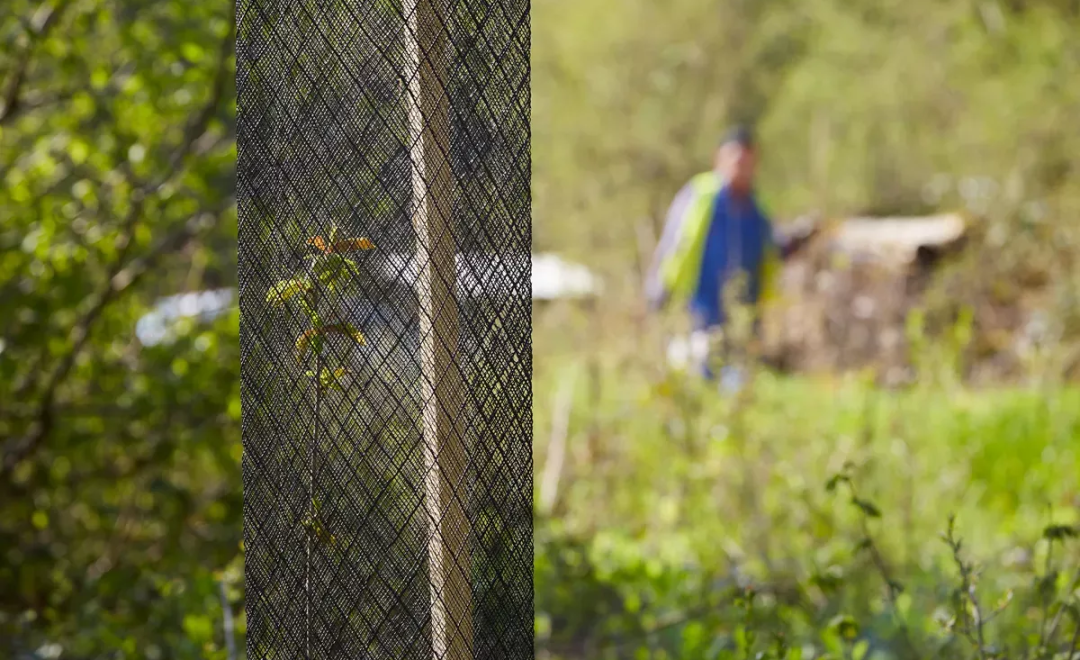 Close-up of a young sapling inside a mesh tree guard with a worker blurred behind