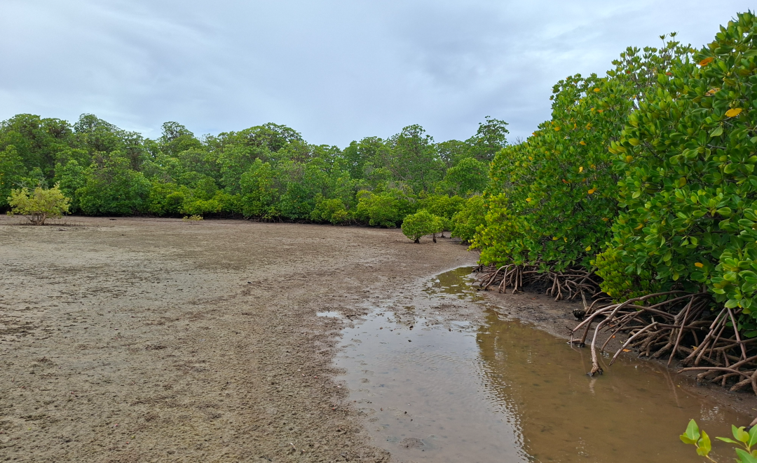 Mangrove trees with exposed roots along a coastal mudflat